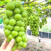 최고급 샤인머스켓 선물세트 1kg 2kg 프리미엄 과일 선물 세트 제철과일 씨없는포도 청포도, 1_3. 가정용 샤인머스켓 1kg (1~2수)