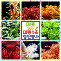 [미초1주년 이벤트] 대량 수초 이벤트! 미초 페스타 / 초보자 수초 / 수초 세트 / 구피 수초 / 치어 수초, 07 로타라 그린 (50촉)