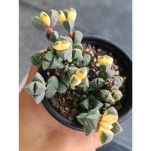 (둥이다육) 기천금