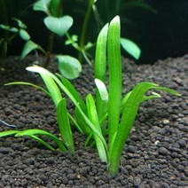 수초 사지타리아 3촉