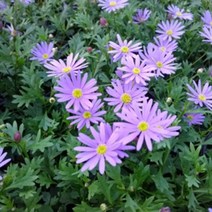 [초화류]사계국화-퍼플