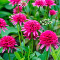 겹에키네시아 스윗식스틴 [1포트] (복남이네 야생화 모종 echinacea)