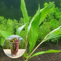 컵수초 하이그로필라 그린테라 수초키우기