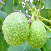 착한가격 나무생각 호두나무(신령) 실생2년*1등묘 (5주묶음), 주