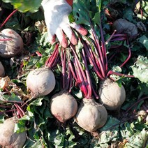 오미트 제주 청정지역 레드비트 햇비트, 제주햇비트(특품)5kg