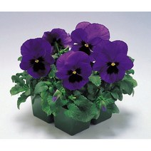 씨앗 팬지 인스파이어 블루위드브롯치10립, 1개