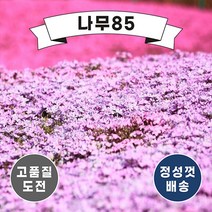 (나무85) 꽃잔디 포트 5종 시리즈, 5. 꽃잔디 무늬꽃잔디 포트 (10주묶음)
