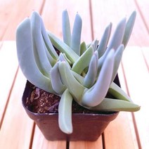 체리톱스 키우기 쉬운 거실 다육 화분80 랜덤발송, 상세페이지 참조