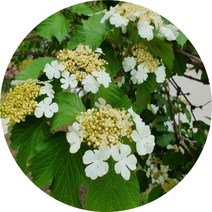 백당나무 묘목 개화분 화목류 정원수, 3치포트5주, 1개