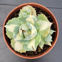 꽃다리 왕비뇌신금 60 다육식물 선인장 아이만배송, 1개