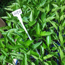 안산 플라워마트 아삭이고추 모종 2포기