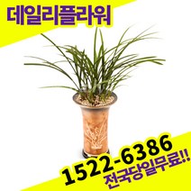 철골소심 동양란 서양란 동양난 서양난 배송 승진축하 고급 난배달 당일 배송
