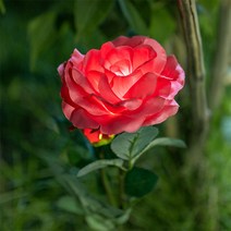 (주)라이트컴 SS966 아파트단지 산책로 안내/울타리 태양광충전등/장미꽃LED/레드 장미 태양광LED/인테리어 완성/자동점멸, SS965 화이트, 정원등