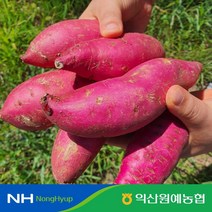 익산원예농협 익산 탑마루 꿀 고구마 (특상 2kg/3kg/5kg/10kg), 고구마 특상 5kg