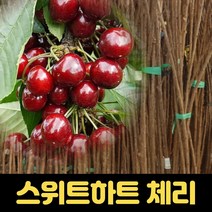 체리나무 묘목 접목 1년생 스위트하트 유실수, 1개