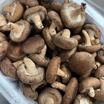 [국내산선별표고] 생 표고 표고버섯 특품 상품, 하품 1kg, 1개