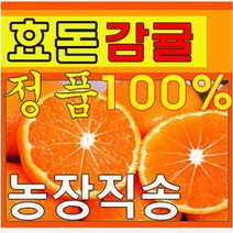 제주효돈감귤(농협납품) 5kg-당일선별배송, 5kg(작은귤)(2S)