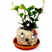 MDF3230 (만들기재료)토피어리(중급) 멋쟁이 만들기 2개묶음 새싹/만들기재료/화분만들기식물/만들기수업