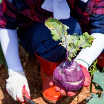 하르방마켓 제주 고당도 야채 콜라비 5kg 10kg 중 특 농장 직송 효능 효과
