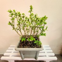 블루베리나무 블루베리식물 노지월동 과실수 반려식물36