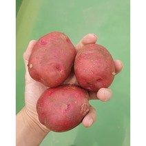 7월수확 홍감자 5kg 10kg 포슬포슬 자색 카스테라 감자, 특5kg