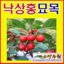 (D소망)낙상홍나무묘목(키100센치) 4그루