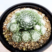 에덴플랜트 화이트 크리스마스 바위솔 월동 다육이 노지월동 플랜테리어 초보다육 키우기쉬운식물, 1개