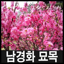 남경화/홍도화/꽃복숭아묘목/남경화묘목/60cm/도시농, 남경화 H0.6(60cm) 1주