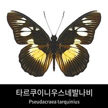 타르쿠이니우스네발나비표본 Pseudacraea tarquinius