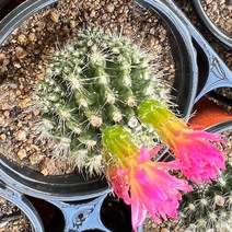 [올식스] 남미네오 M 선인장 다육식물 다육이 키우기 공기정화식물 개업화분, 군생