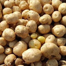 수미감자 3kg 중, 단품