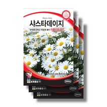 샤스타 데이지 씨앗 2000립 꽃씨앗 야생화 다년생꽃, 9봉
