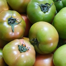프리미엄 완숙 찰토마토 5kg 10kg, 소과5kg, 1개