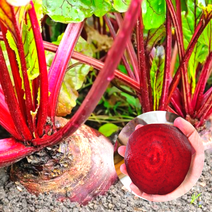 제주 햇 레드비트 3kg 5kg 8kg 특 상품, 제주 레드비트 (특/상 사이즈) 5kg