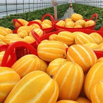 [친환경 농법] 맛보장 성주 참외 2kg 3kg 5kg 10kg 가정용 꼬마 미니 참외 소과 고당도 꿀참외, 8. 친환경농법 선물용5kg 중과(15~20과), 1개