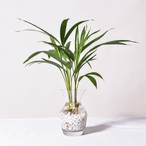 필플랜트 수경재배식물 플레어글라스 DIY세트 몬스테라수경재배, 1개, 2.아레카야자+수경재배세트(플레어글라스+흰돌)