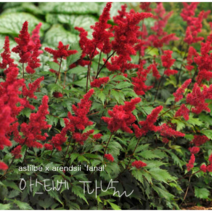 아스틸베 레드 [1포트] 소품 파날 (복남이네야생화 여름 야생화 모종 반그늘 카페식물 습한땅 키우기쉬운식물 노루오줌 아렌드시 astilbe x arendsii fanal)