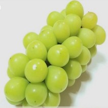 신품종 청포도(샤인머스켓)삽목2년 포트/2개 R0133