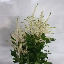 아스틸베 화이트 - 수입 : 네덜란드 / 고속터미널꽃시장 꽃도매 계절꽃 서리풀플라워