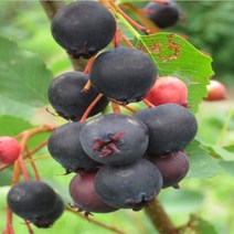 착한가격 나무생각 준베리(발레리나)*삽목2년(포트묘), 주