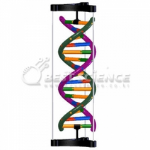 DNA 이중나선구조 입체모형 (젠), 기본