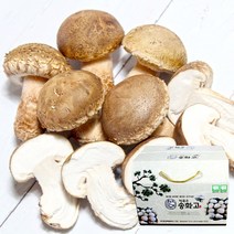 문경송화고버섯 선물 일반형2호 1kg 송화 송고 고송, 1개, 선물세트 일반형2호 1kg