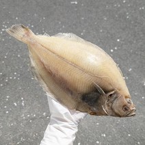 통영원 반건조 참가자미(특대)2미(350g~400g내외x2미), 단품