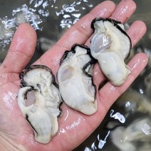 통영 생굴 하프셀 석화 통영굴, 1개, 통영 생굴 (중) 1kg