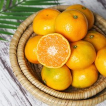 [돌담과수원] 제주 노지 감귤 4..5kg(중대과), 단품