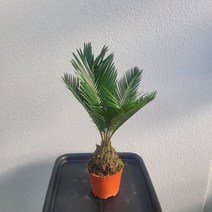 무배특가 플랜테리어 거실화분 소철 목대소철 반려식물 30-50cm 159