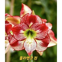 아마릴리스 구근(플라멘코 퀸), 1개