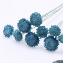 앨리플라워 프리저브드 소량 판매 드라이플라워 디퓨져만들기, 6-36골드버튼 블루