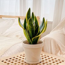산세베리아 중품 토분 공기정화식물, 데로마 이태리모카 + 토분받침