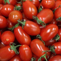 대한농산 대추 방울 토마토 5KG내외(3-4번과), 1box, 5kg